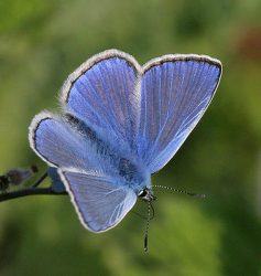 Common blue