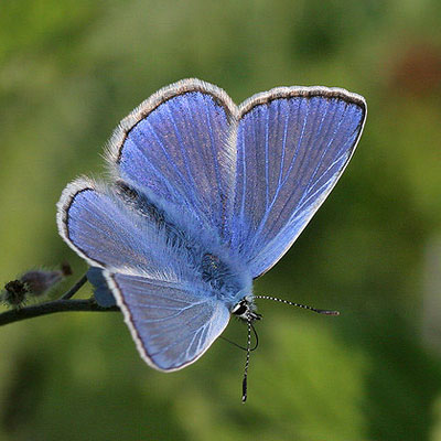 Common blue butterfly