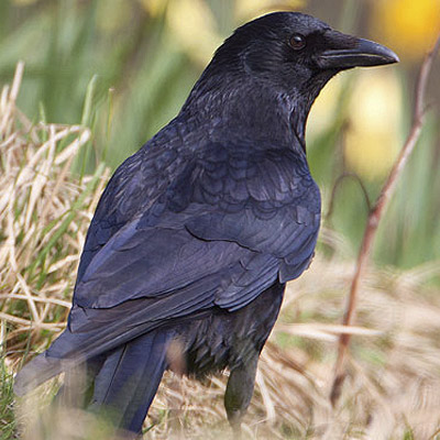 Carrion crow