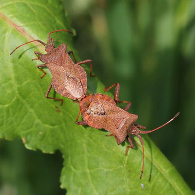 Dock bug