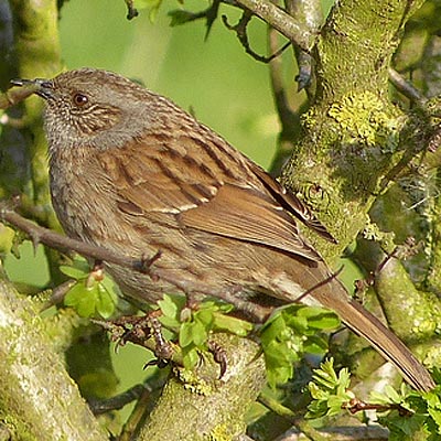 Dunnock