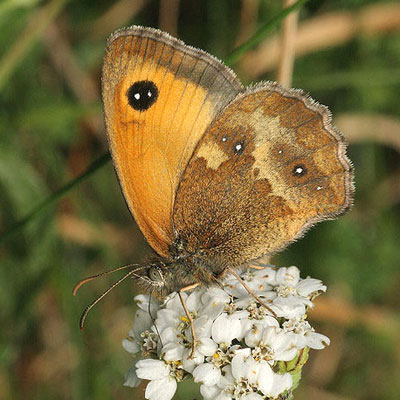 Gatekeeper butterfly