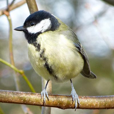 Great tit