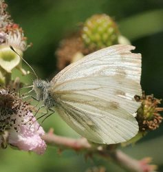 Green veined white