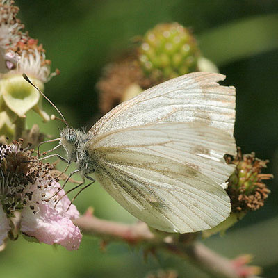 Green veined white