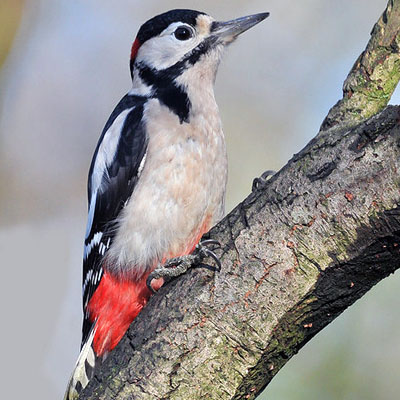 Great spotted woodpecker