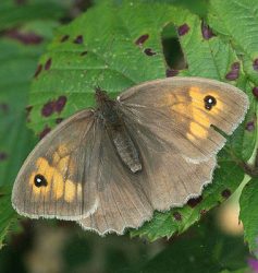 Meadow brown