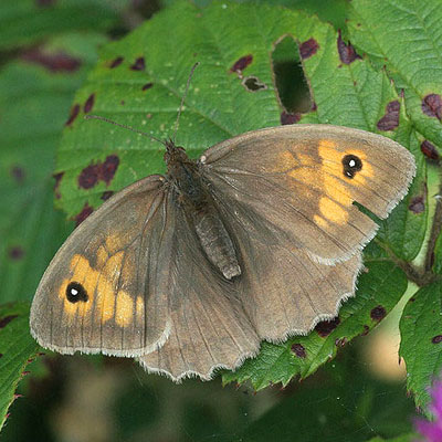 Meadow brown butterfly