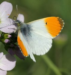 Orange tip