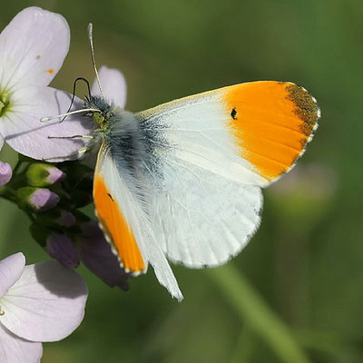 Orange tip butterfly