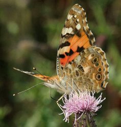 Painted lady