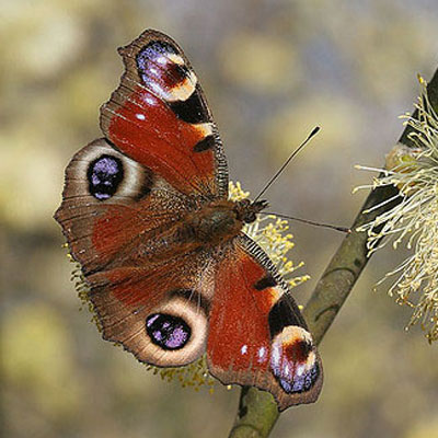 Peacock butterfly