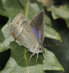 Purple hairstreak