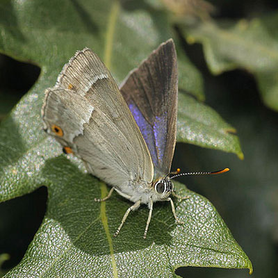 Purple hairstreak