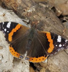 Red admiral