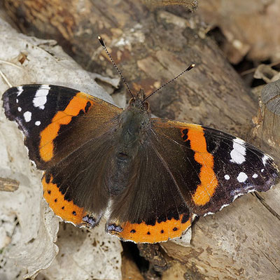 Red admiral butterfly