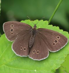 Ringlet