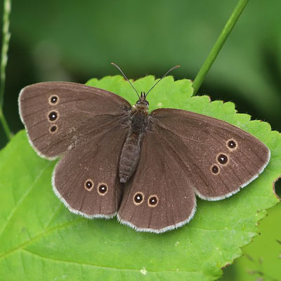 Ringlet butterfly