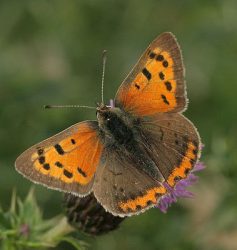 Small copper