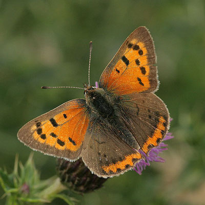 Small copper butterfly