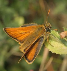 Small skipper