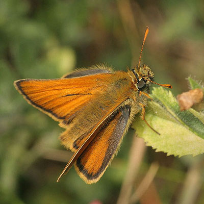 Small skipper butterfly