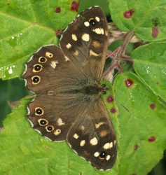 Speckled wood