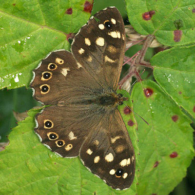 Speckled wood butterlfy