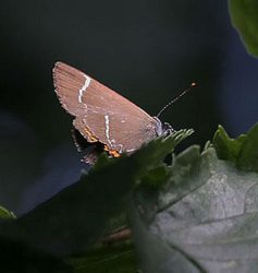 White-letter hairstreak