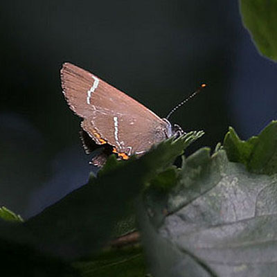 White-letter hairstreak