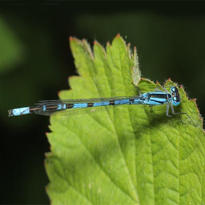 Common blue damselfly