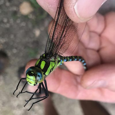 Emperor dragonfly