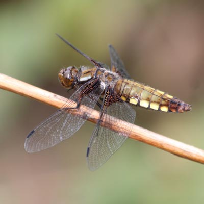 Broad-bodied chaser