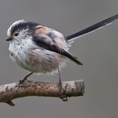 Long tailed tit