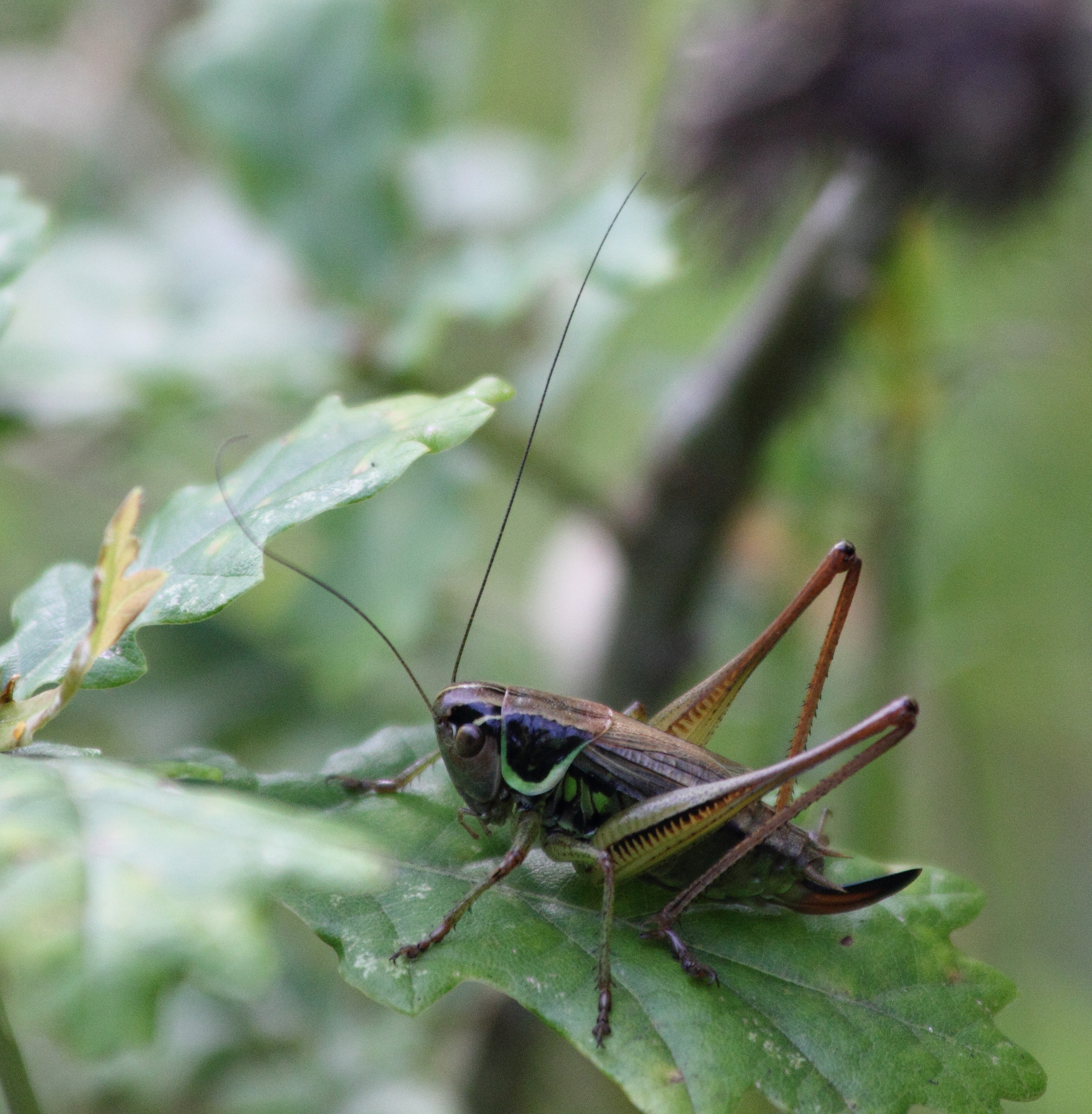 Roesel’s bush cricket