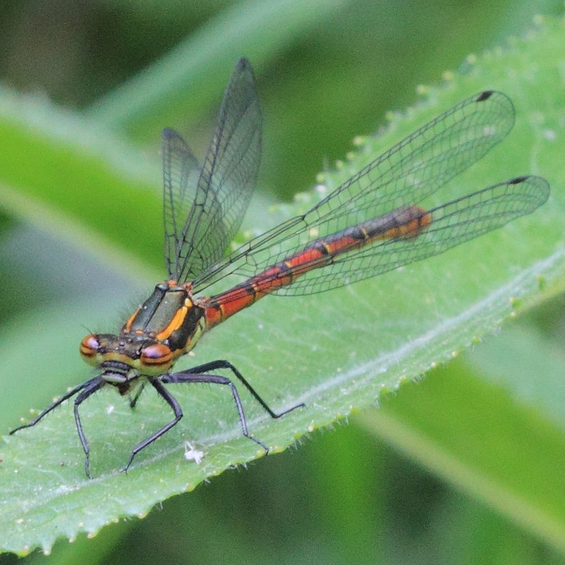 Large red damselfly