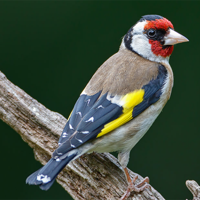 Goldfinch