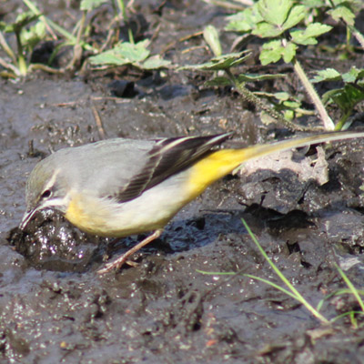 Grey wagtail