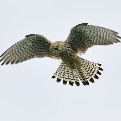 Kestrel