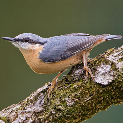 Nuthatch