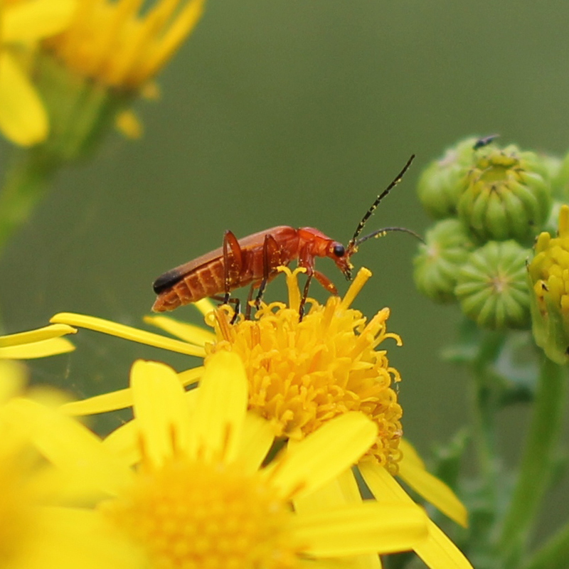 Common red soldier beetle