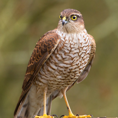 Sparrowhawk