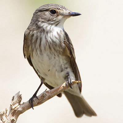 Spotted flycatcher