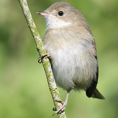 Whitethroat