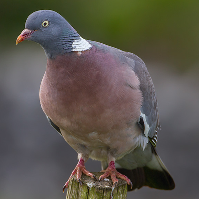 Wood pigeon