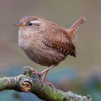 Wren