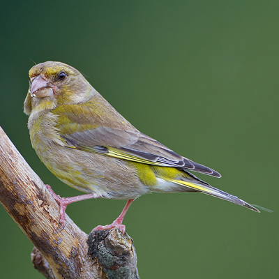 Greenfinch