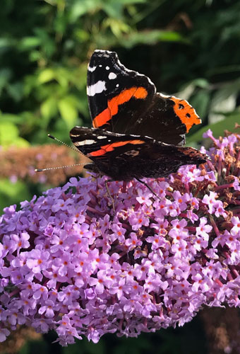 Buddleja flower close up with Red admiral