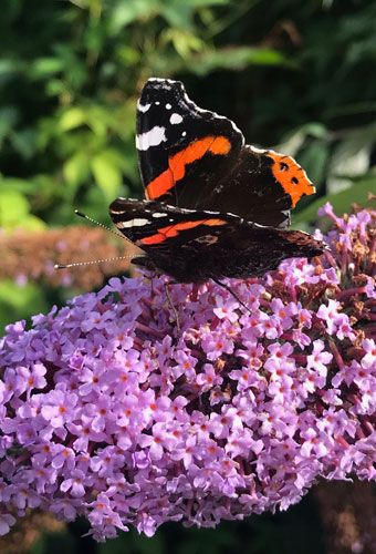 Buddleja