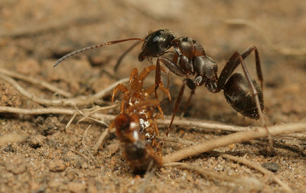 Formica cunicularia